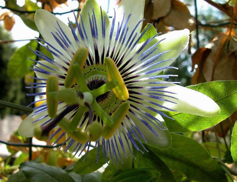 Passionsbluete01