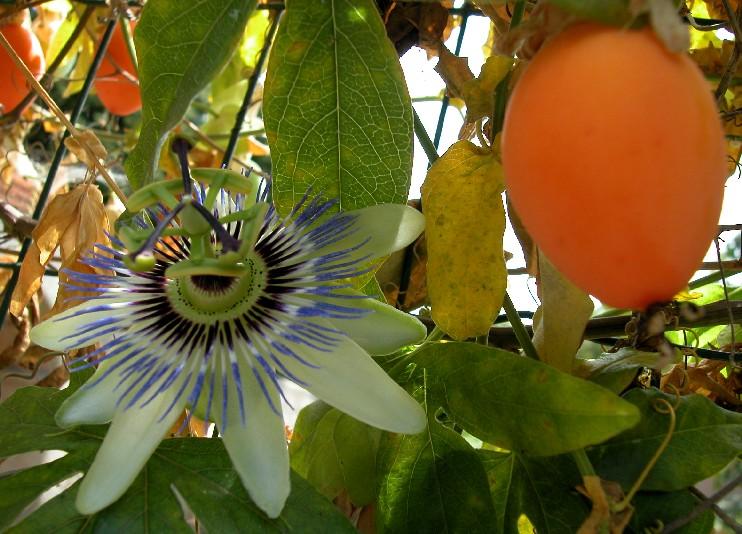 Passionsfrucht01