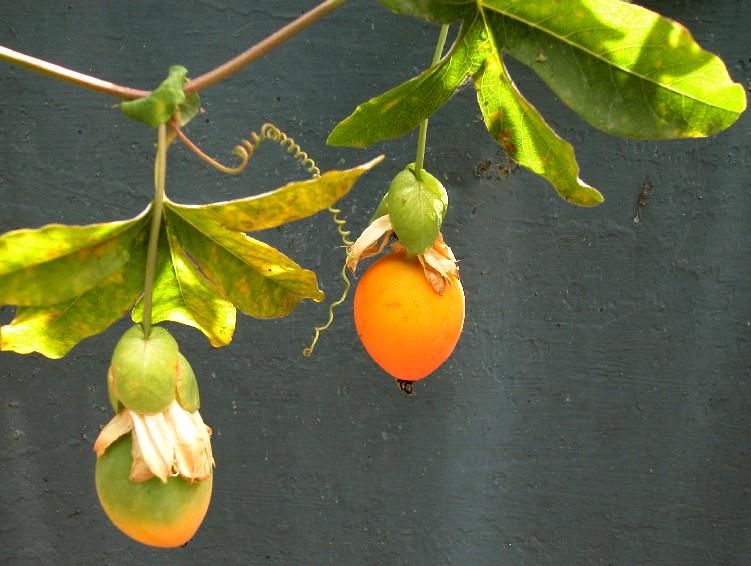 Passionsfrucht02