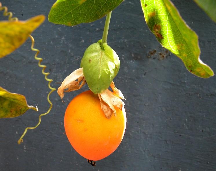Passionsfrucht03