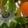 Passionsfrucht01