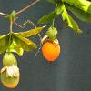 Passionsfrucht02