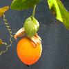 Passionsfrucht03