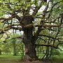 Oberwil