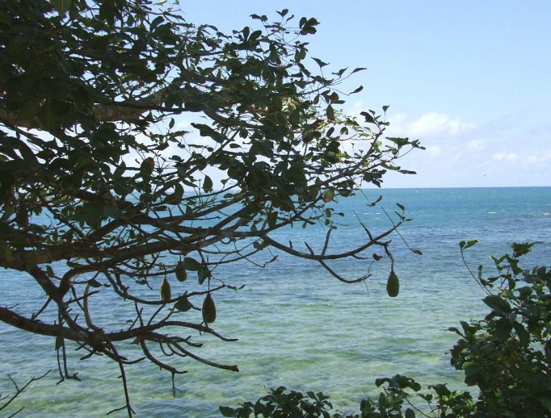 mombasa1149