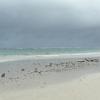 Diani06