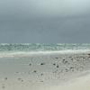 Diani08