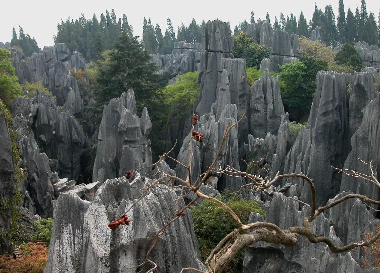 Stoneforest07