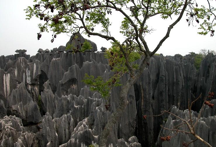 Stoneforest08