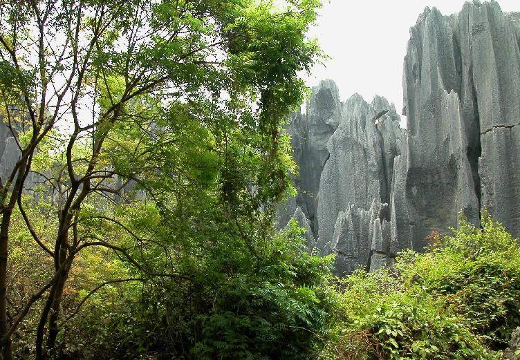 Stoneforest14