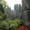 Stoneforest03
