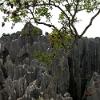 Stoneforest08