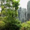 Stoneforest14