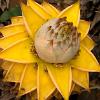 Blume01