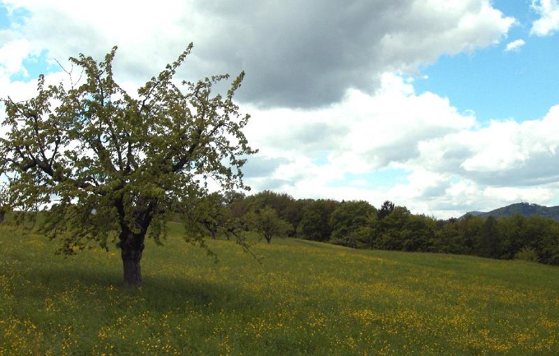 Natur04