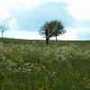 Natur03