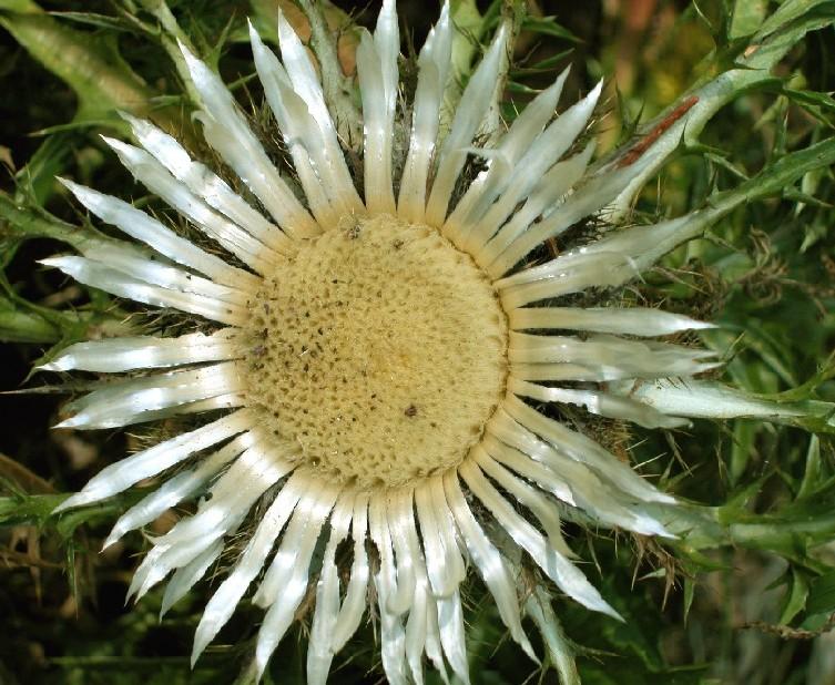 Distel 03