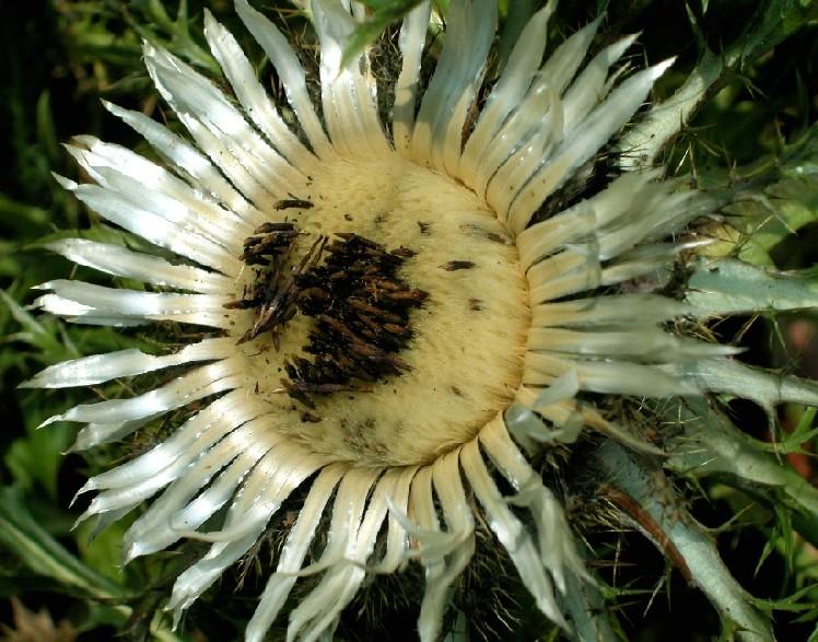 Distel 05
