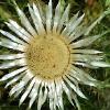 Distel 03