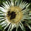 Distel 05