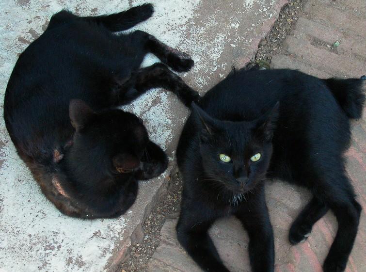 Katzen01