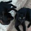 Katzen01