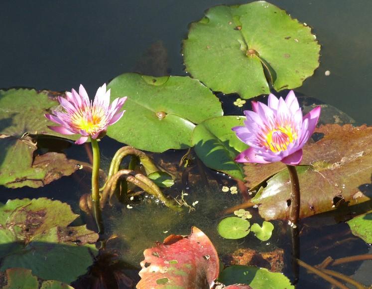 DSCF0054