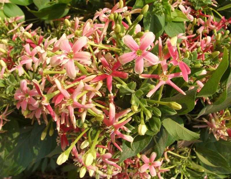 DSCF0935