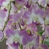 DSCF0024