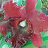 DSCF0061