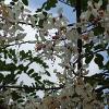 DSCF0946