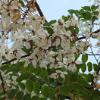 DSCF0947
