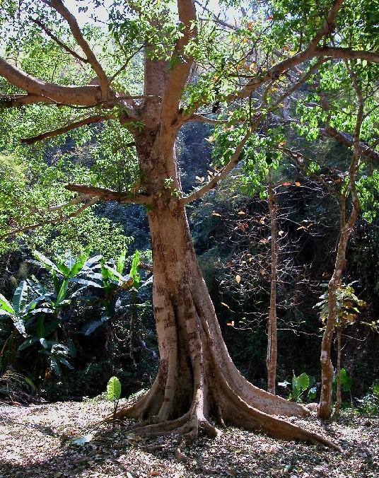 Baum01