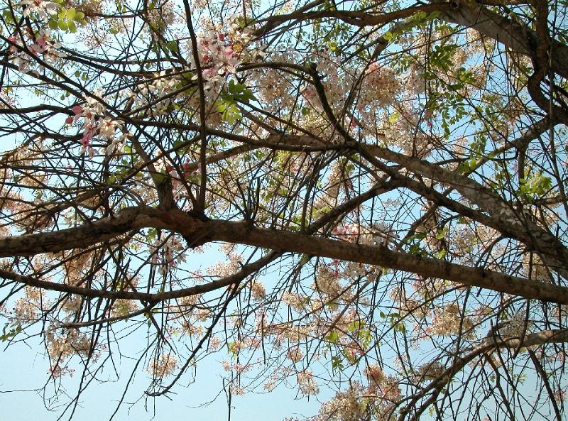 Baum03