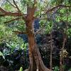 Baum01