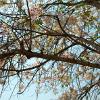 Baum03
