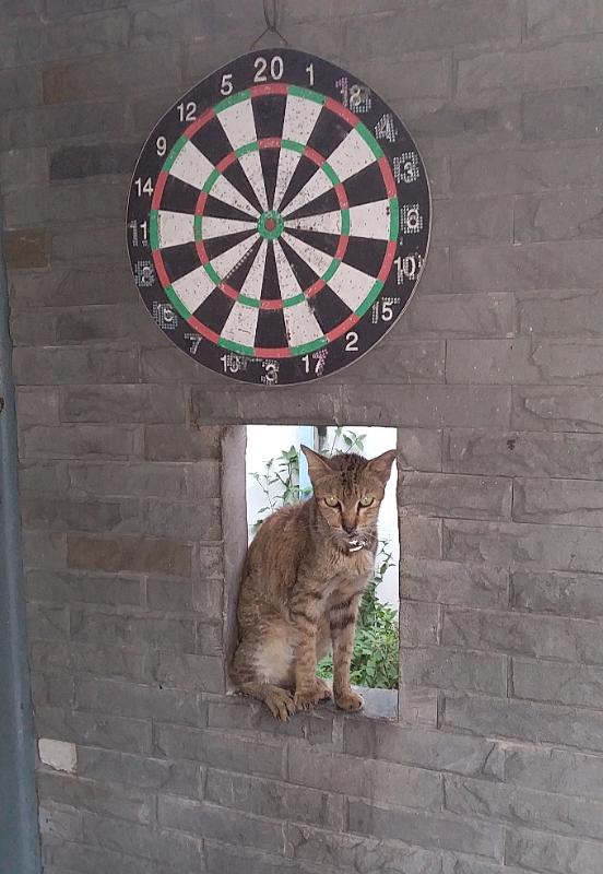 0613 Katze
