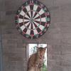 0613 Katze